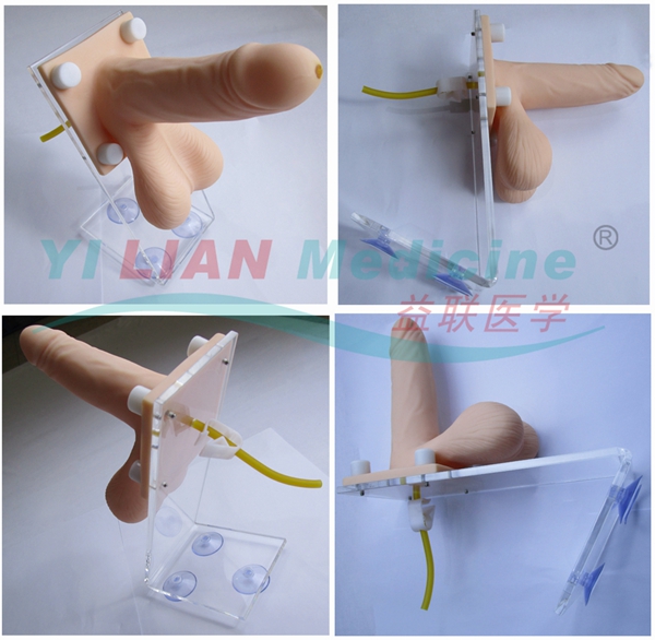 男性避孕套練習(xí)模型