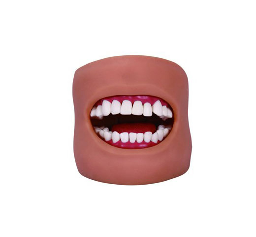 口腔清潔模型