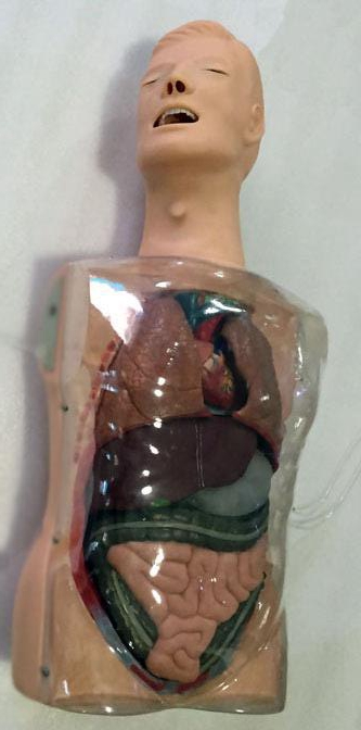 多功能透明洗胃訓練模型